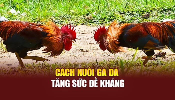 Cách nuôi gà đá tăng sức đề kháng