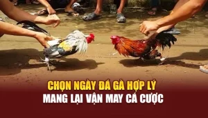 Chọn Ngày Đá Gà Hợp Lý Mang Lại Vận May Cá Cược