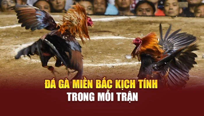 Đá gà miền Bắc kịch tính trong mỗi trận