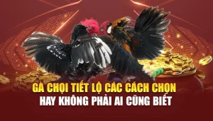 Gà Chọi - Tiết Lộ Các Cách Chọn Hay Không Phải Ai Cũng Biết