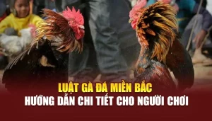 Luật Gà Đá Miền Bắc - Hướng Dẫn Chi Tiết Cho Người Chơi