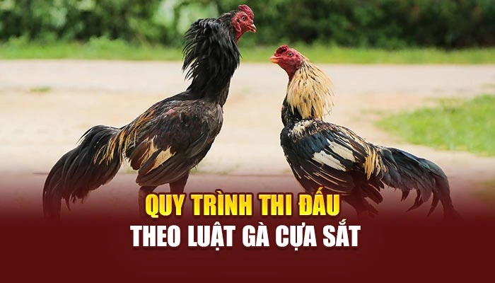 Quy trình thi đấu theo luật gà cựa sắt