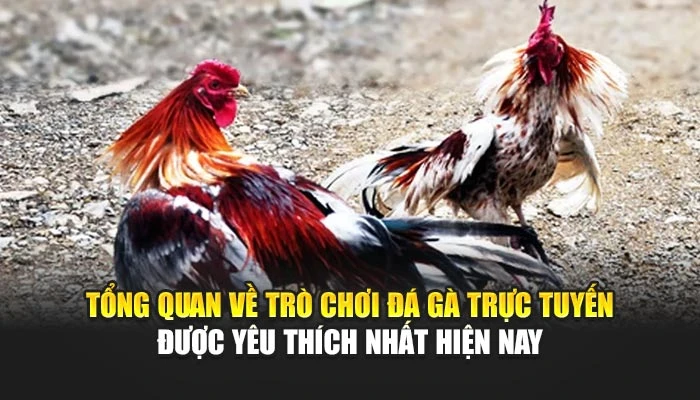 Tổng quan về trò chơi đá gà trực tuyến được yêu thích nhất hiện nay