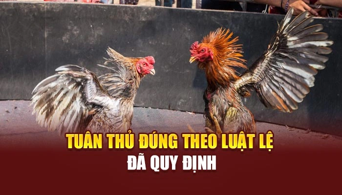 Tuân thủ đúng theo luật lệ đã quy định