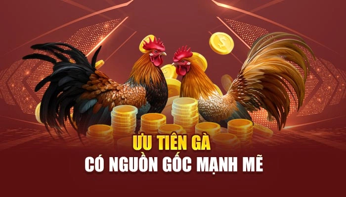 Ưu tiên gà có nguồn gốc mạnh mẽ